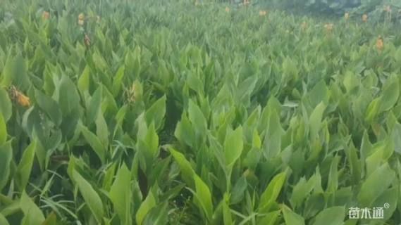 高度30厘米黄花美人蕉