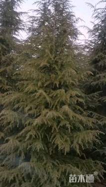 高度500厘米雪松