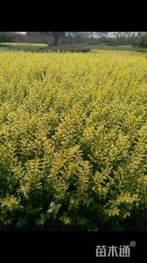 高度50厘米金叶女贞小苗