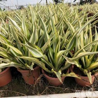 高度40厘米万年麻