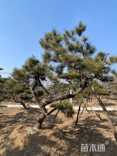 高度300厘米黑松
