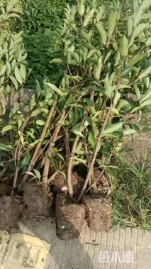 高度140厘米法国冬青