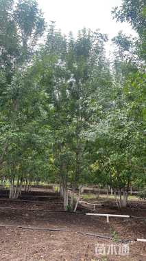 高度800厘米丛生白蜡