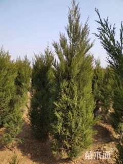 高度150厘米蜀桧