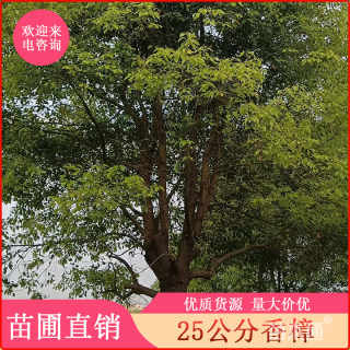 25公分香樟