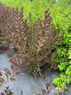 高度60厘米锦带花