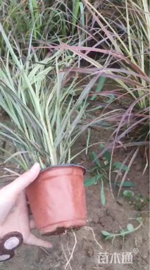 高度45厘米火焰狼尾草