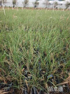 高度20厘米细叶芒