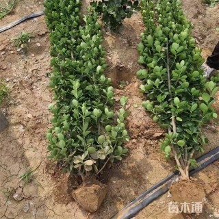 高度200厘米北海道黄杨