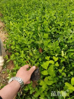 主蔓长30厘米扶芳藤