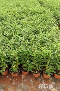 高度30厘米胡椒木