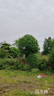 冠幅200厘米红叶石楠球