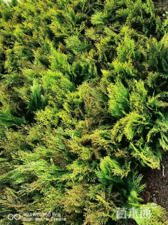 高度40厘米洒金柏