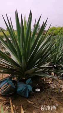 高度60厘米剑麻