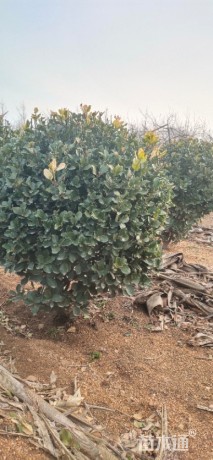 冠幅80厘米大叶黄杨球