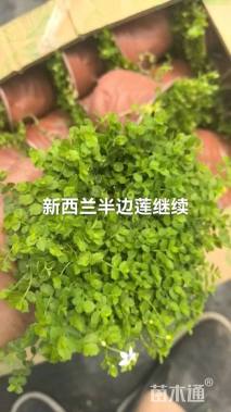 高度5厘米半边莲