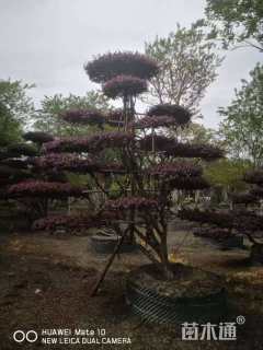 高度300厘米红花继木