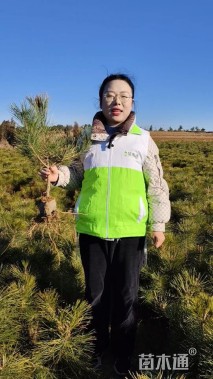 高度100厘米黑松