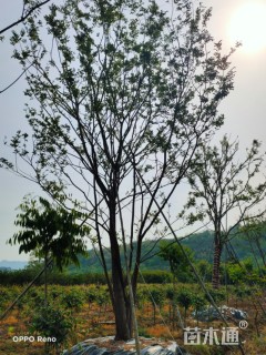 丛生朴树