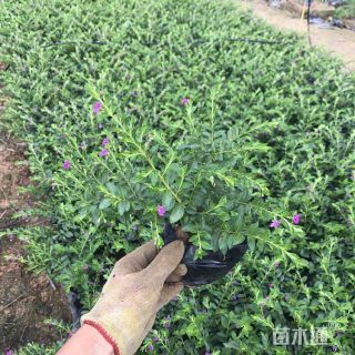 高度30厘米满天星