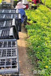 高度20厘米黄金菊