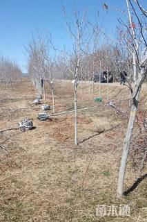 3.8公分美国红枫-秋火焰