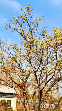 高度250厘米蜡梅