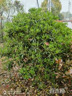 冠幅180厘米海桐球