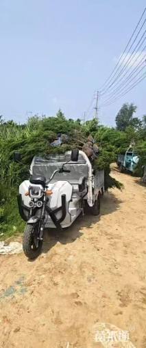 高度120厘米塔柏