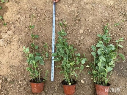 高度40厘米花叶蔓长春