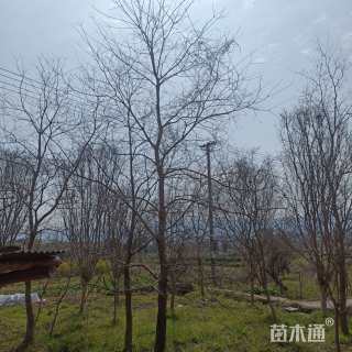 40公分乌桕