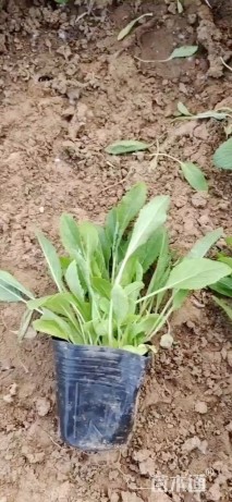 高度10厘米鼠尾草