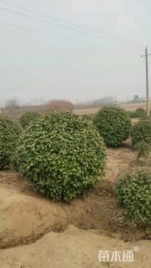 冠幅150厘米石楠球