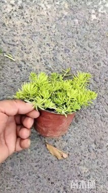 高度15厘米佛甲草