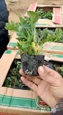 高度20厘米地被菊