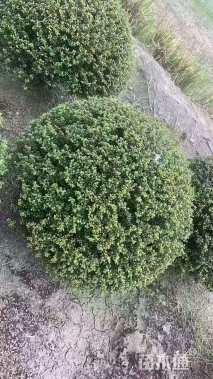 冠幅130厘米龟甲冬青球