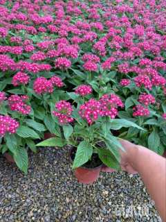 高度25厘米五星花