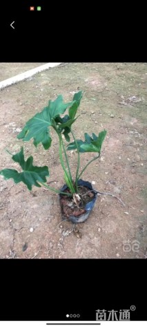 高度20厘米春羽