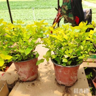 高度30厘米金山绣线菊