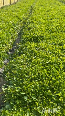 高度10厘米马鞭草