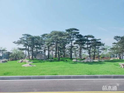 造型松