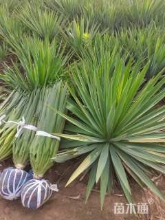 高度60厘米剑麻