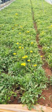 高度15厘米大花金鸡菊