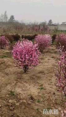 冠幅120厘米榆叶梅球