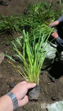 高度30厘米常绿萱草