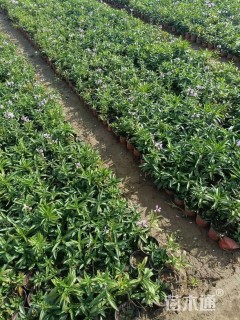 高度15厘米假龙头