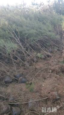 高度100厘米白皮松