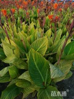 高度80厘米花叶美人蕉