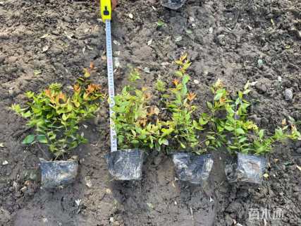 高度30厘米六道木