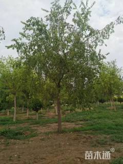 16公分桃叶卫矛